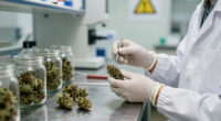 Cannabis Users Face Substantially Higher Risk Of Heart Attack (2025)