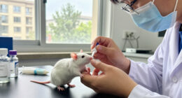 Experimental Eye Drops Help Blind Mice See Again